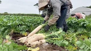 ほくげん大根 白く太く　釧路町で収穫