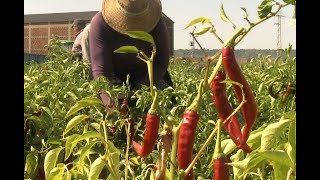 ¿Te has preguntado cómo se recoge el pimiento para Pimentón de la Vera? ¡Es una tradición de años!