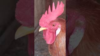 Adorable Rooster Crowing Sounds | Amazing Rooster Crowing Loudly | shorts🐓💕