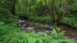 Relaxing Forest Sounds, Clear Green Nature Stream Flows, Birds Chirping