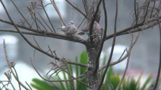 紅鳩交配(red turtle doves mating )