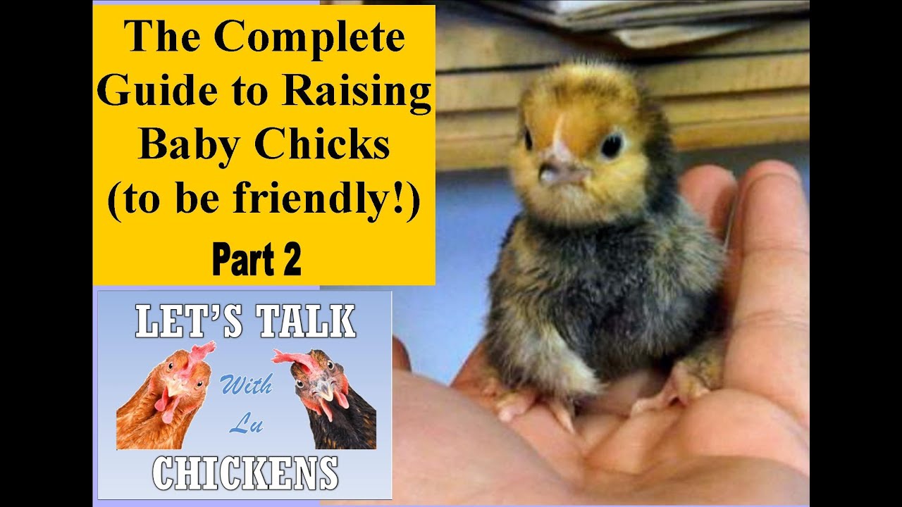 Complete Guide To Raising (friendly) Baby Chicks For Beginners PART 2 # ...