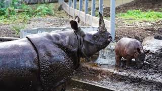 お母さんサイと赤ちゃんサイ　2024.10.31 多摩動物公園