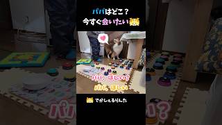 パパはどこ？今すぐ会いたいシェルティ【会話ボタンでしゃべる犬】 #shorts #dog