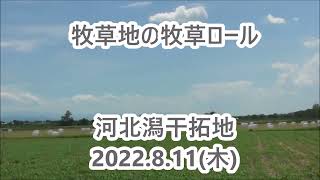 220811河北潟干拓地の夏牧草地の牧草ロール0 34