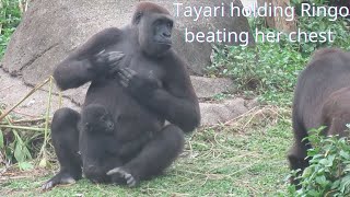 Gorilla Today Tayari holding Ringo beating her chest. 25/03/2022