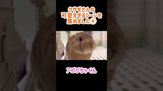 ウサギさんの可愛すぎるシーンを集めました④ #うさぎ #bunny #cute