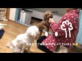 トイプードル／トイレットペーパーの芯で遊ぶ／おやつを分け合う犬と猫