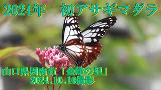 2024年　初アサギマダラ　2024.10.10撮影