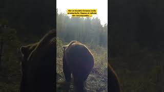 Karhujen kiima-aika on alkukesästä. #riistakamera #trailcam #karhu #brownbear