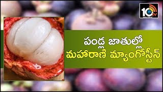 పండ్ల జాతుల్లో మహారాణి మ్యాంగోస్టీన్ | Matti Manishi | 10TV News