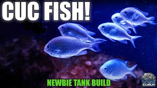 CLEAN-UP Crew FISH - Newbie Tank Build