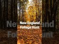 Cozy Fall Foliage in New England|Autumn leaves