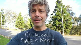 Foraging: Chickweed, Stellaria Media