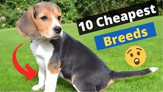 10 Most Cheapest Dog Breeds on this Planet 🐶😲