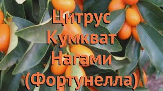 Цитрус обыкновенный Кумкват Нагами (Фортунелла) 🌿 обзор: как сажать, саженцы цитруса