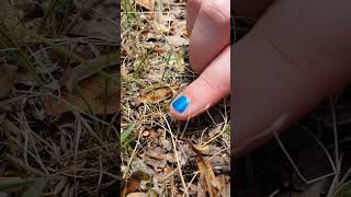 !! 💅=🪲!! Blue Metallic Bug matches Fingernail Perfectly👌#nailpolish #satisfying #insects