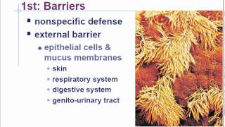 AP Biology Chapter 43 Immune System Part 2