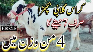 Australian Cross Pink Nose Bull For Sale | Kheera Gulabi Bachra | Cow Qurbani |Cow Mandi Pakistan