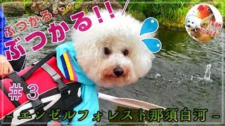 ★【＼ぶつかる! ぶつかる!!／ カナディアンカヌーついに初体験♪】鳥とわんこのキャンプ旅行！雨上がりの2日目お昼～エンゼルフォレスト那須白河～★ボタン・オカメ・ウロコインコ・ビションフリーゼ