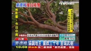 麥德姆肆虐　池上災情「金城武樹倒了」