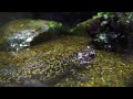 ヒダサンショウウオ　hida salamander　hynobius kimurae