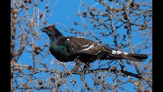 Black billed Capercaillie in Mongolia