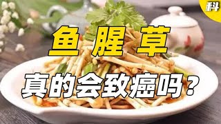 吃鱼腥草吃到肝脏少了1/3，还伤肾致癌？鱼腥草还能吃吗？