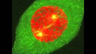 Mitotic Entry EB1 and H2B in Live HeLa cells