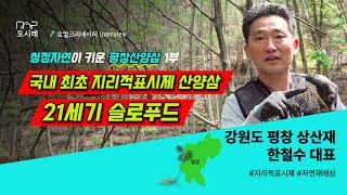 평창산양삼 1부 나의 꿈은 좋은삼을🌱 저렴하게 생산하는 것│지리적표시제 인증│산산│인삼│삼고르는 법│재배│구매│장뇌삼│10년근│6년근│사포닌│효능│관동삼│상산재│홍삼│농사│평창귀농