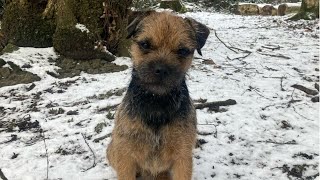 Border Terrier Gizmo Lovin' the Snow #Gizmo #borderterrier