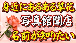 【身近にあるある「草花写真館」開店】「身近にあるある草花」を額に入れました。草花の写真を大切に額に入れて、名前が覚えられるようにクイズ形式にしました。草花に心を癒やされている人たちへ贈ります。