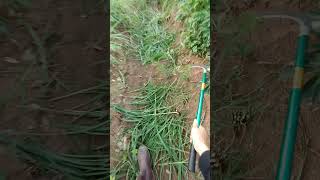 កាត់ស្មៅ (cut grasses)