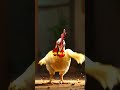 chicken with two heads🐔 facts shorts