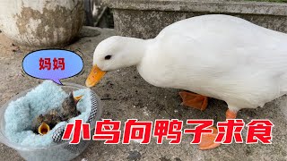 Masked Bird Brother｜Bird admits wrong mother, asks duck for food.