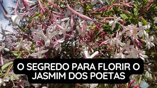 O Segredo Para Florir a Planta Jasmim dos Poetas