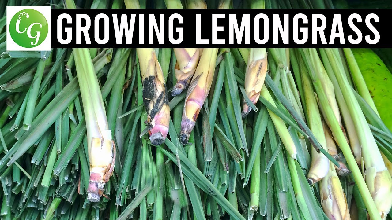 Lemongrass: Grow Harvest & Preserve EZ Method From Grocery Store Lemon ...