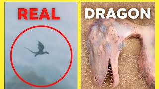 10 Real Life Dragons Caught on Camera You Won't Believe The Last One #RealDragonsCaughtOnCamera #usa