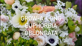 Grow-A-Long Euphorbia oblongata