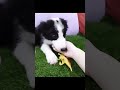 边境牧羊犬妹妹等新家 border collie puppy ready to home 0162126163 salangor