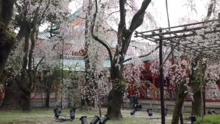 平安神宮桜2014.4