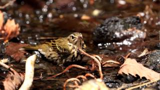 ♪鳥くん（永井真人）の野鳥動画ビンズイ水浴び'Olive-backed Pipit is bathing '