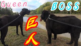 超大型犬 グレートデンクィーンちゃん ニューファンドランドボス君 渡辺ボス NewfoundlandDogGreat DaneDog ドライブ BOSSandQueen