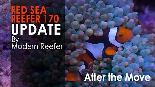 Red Sea Reefer 170 QT Tank Update