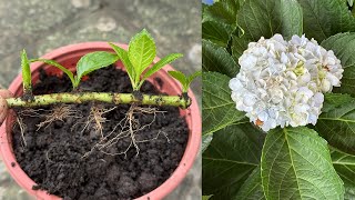 Growing hydrangeas that grow many buds on one stem