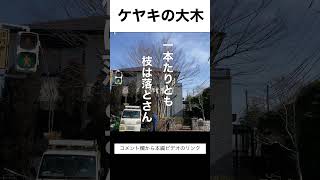 ケヤキの大木をすかし剪定　本当のプロは、切った枝をドカドカ落とさないのよ　欅　♯short Japanese gardener