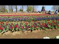 あけぼの山農業公園 = 風車前のチューリップ畑 = 4k akebonoyama agricultural park = tulip field in front of windmill =