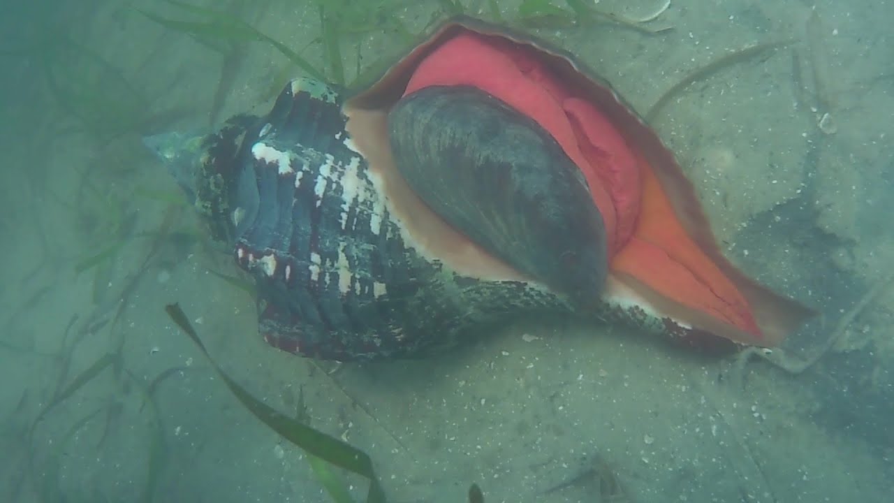 Episode 12 - SCALLOPING IN ST JOSEPH'S BAY, FL - Aug 2023 - YouTube