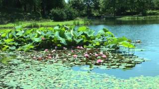 大池のスイレン　なかがわ水遊園2015年6月20日　00330