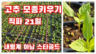 고추 모종키우기  직파 스타골드 직파 21일 [고추재배방법]